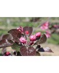 Malus domestica Redlove Odysso